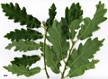 SpeciesSub: subsp. estremadurensis SpeciesSub: subsp. estremadurensis